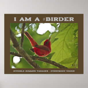 Everybody Juvenile Summer Tanager Poster