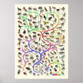 Evolution - Baum des Lebens - Poster