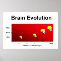 Evolution des menschlichen Gehirns