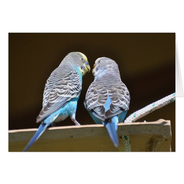 Évoquer les Budgies (Devant horizontal)