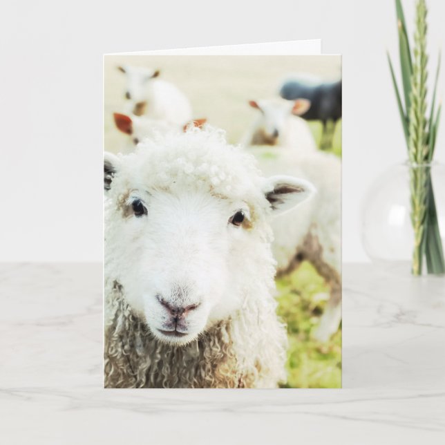 Ewe Cutie Mouton Lamb Pays Animal Blond Carte pour (Devant)