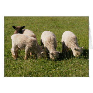 Ewe-niquely Me !