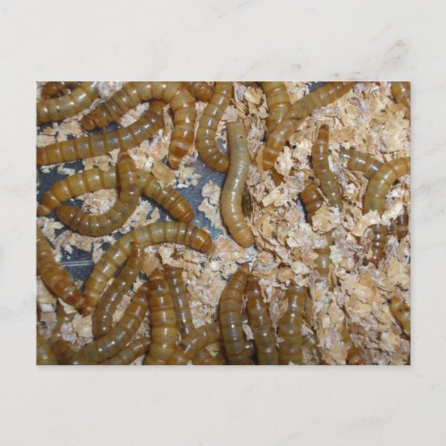 Ewww! Mehlwürmer Postkarte (Vorderseite)