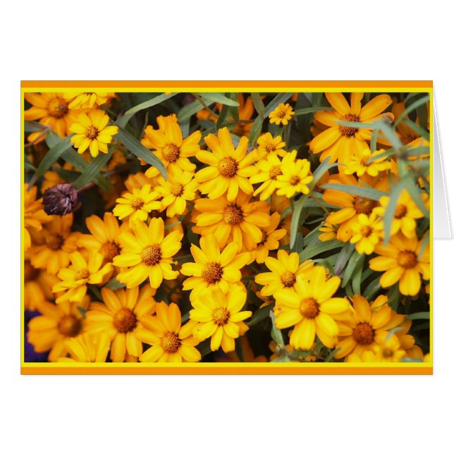 Ex Blumen-Show (Vorderseite (Horizontal))