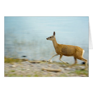 Exécution de la carte Doe