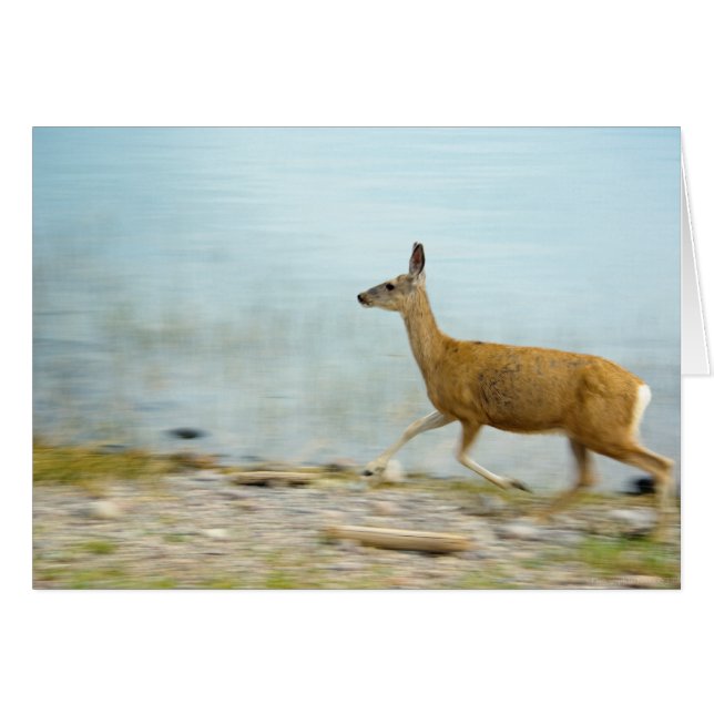 Exécution de la carte Doe (Devant horizontal)