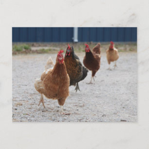 Exécution de la carte postale poules