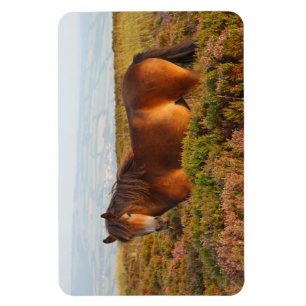 Exmoon Pony, Pferd, Somerset, England Magnet