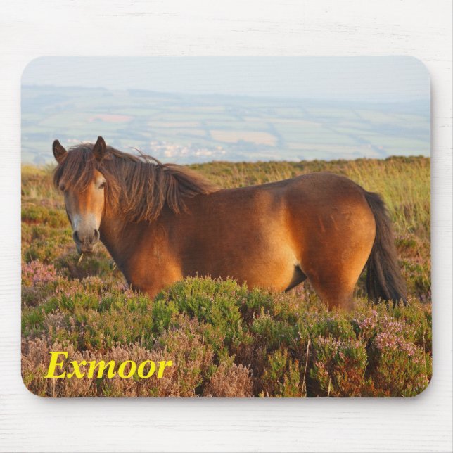 Exmoon Pony, Pferd, Somerset, England Mousepad (Vorne)