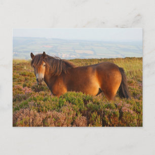 Exmoor-Pony, Pferd, Somerset, England Postkarte
