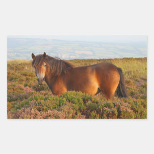 Exmoor-Pony, Pferd, Somerset, England Rechteckiger Aufkleber