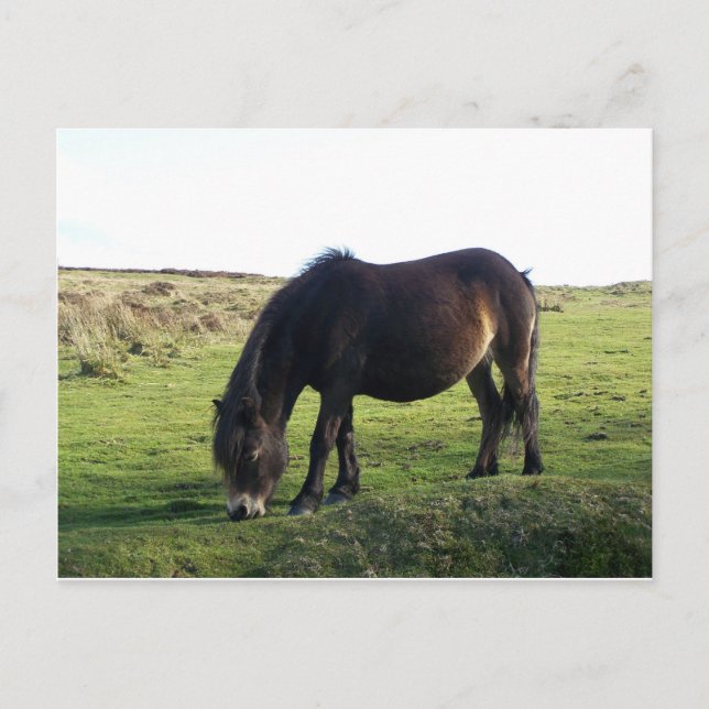 Exmoor Pony Postkarte (Vorderseite)