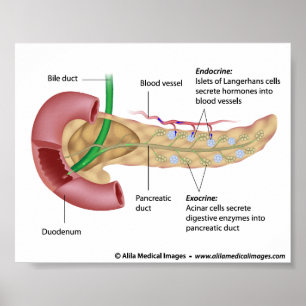 Exocrine und endokrines Pankreas, beschriftet Poster