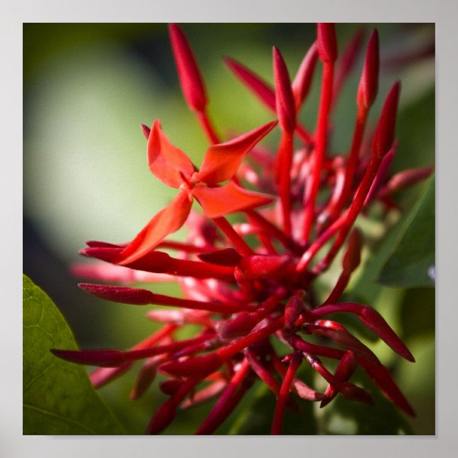 Exotic Bali Blume Poster (Vorne)