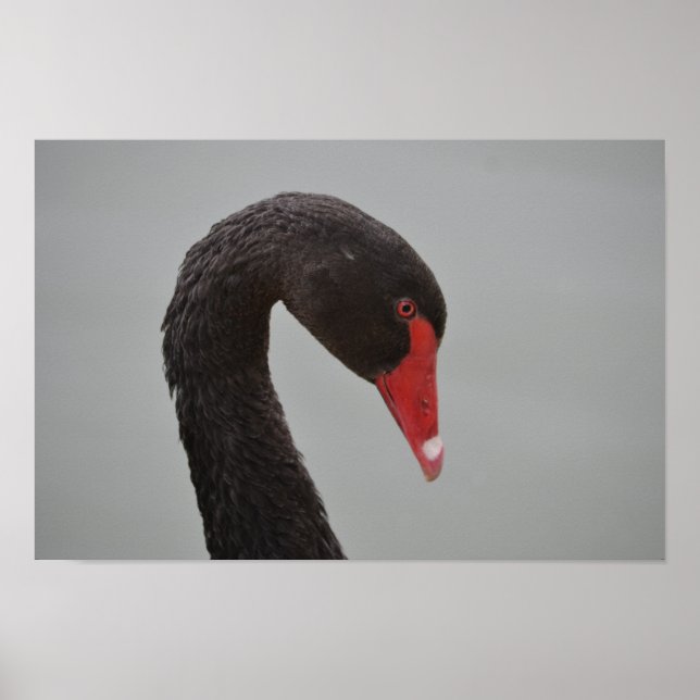 Exotic Black Swan Poster (Vorne)