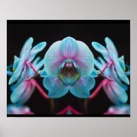Exotic Blue Orchid Reflection