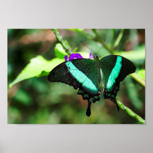 Exotic Emerald Frack Poster