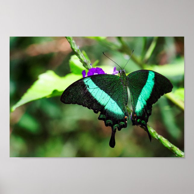 Exotic Emerald Frack Poster (Vorne)