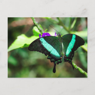 Exotic Emerald Frack Postkarte
