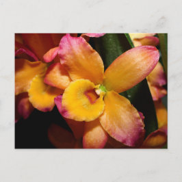 Exotic Orchid Postkarte