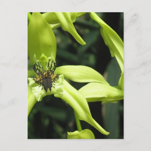 Exotic Orchid Postkarte (Vorderseite)
