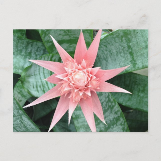 Exotic Pink Bromeliad Flower Postkarte (Vorderseite)