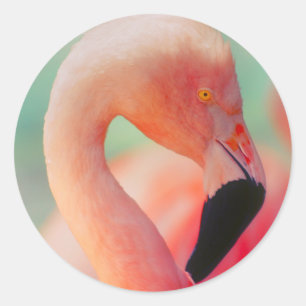 Exotic Pink Flamingo Bird Stickers