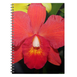Exotic Red Orchid Notizblock