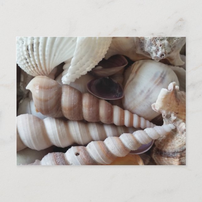 Exotic Seashells Collection, Summer Beach Postkarte (Vorderseite)