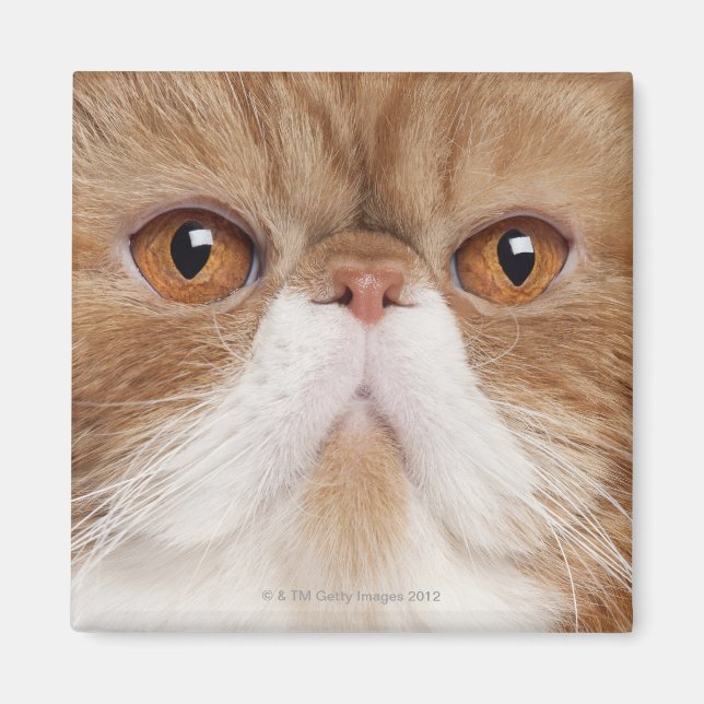 Exotic Shorthair (2,5 Jahre alt) Magnet (Vorne)