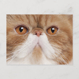 Exotic Shorthair (2,5 Jahre alt) Postkarte