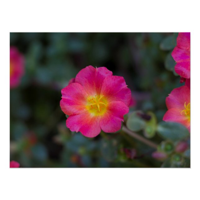 Exotic Wingpod Purslane Blume Print Poster (Vorderseite)