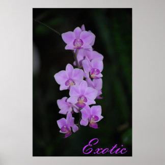 exotisch poster