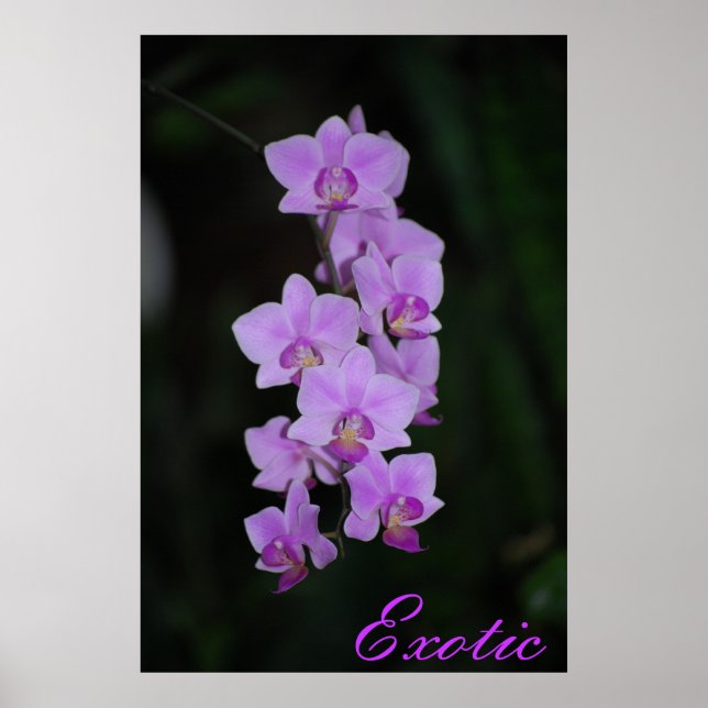 exotisch poster (Vorne)