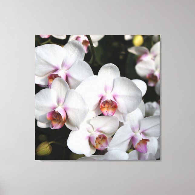 Exotische Blume aus weißer Orchidee. Blumenfotogra Leinwanddruck (Vorderseite)
