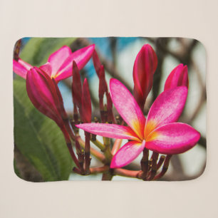 Exotische Blume-Hintergrund-Plumeria blüht Sherpadecke