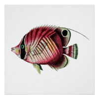 Exotische farbige Fische