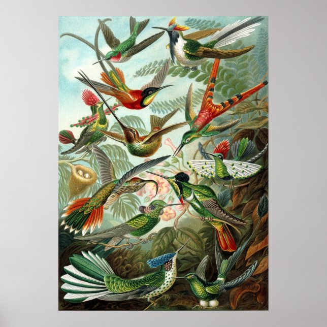 Exotische Farbige Vögel Vintag drucken Poster (Vorne)