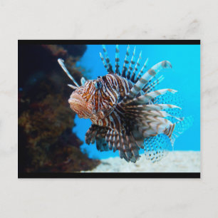 exotische Fische Postkarte