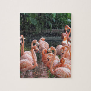 Exotische Flamingos