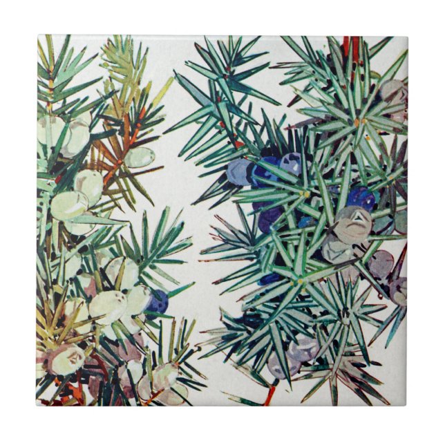 Exotische Flora #7 bei Sunshine Dazzle Fliese (Vorderseite)