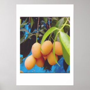 Exotische Gandaria Frucht - Seltener Tropischer Ma Poster