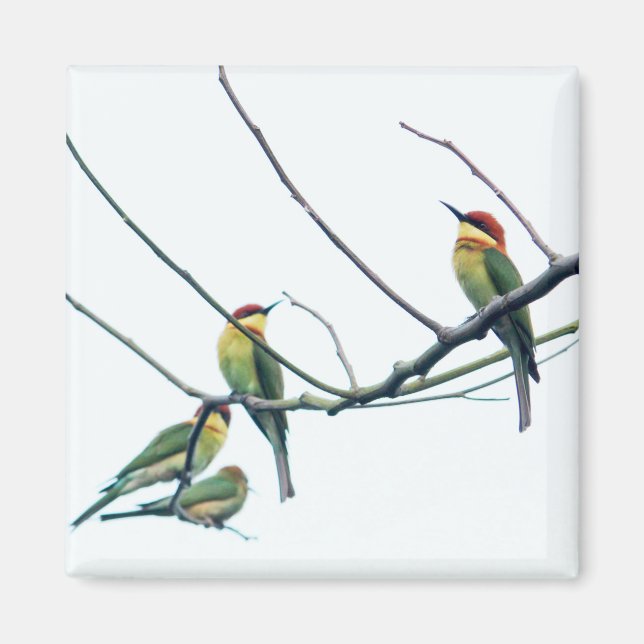 Exotische indische Kerala-Eater-Vögel auf Zweig Magnet (Vorne)