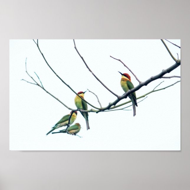 Exotische indische Kerala-Eater-Vögel auf Zweig Poster (Vorne)