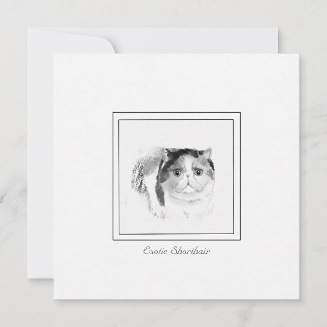 Exotische Kurzkatze Sketch in Chalk & Kohle Mitteilungskarte (Vorderseite)