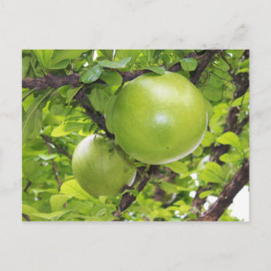 Exotische Maja-Früchte Postkarte