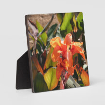 Exotische orangefarbene Blume