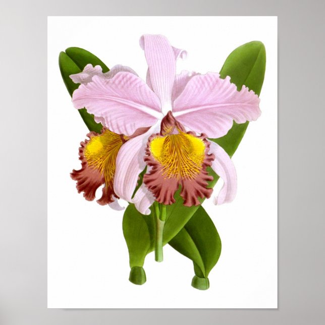 Exotische Orchid-Pflanze Rosa Blume No.5 Art Print Poster (Vorne)