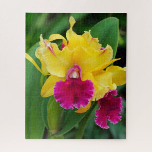 Exotische Orchidee in Gelb- und Rosatönen