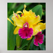 Exotische Orchidee in Gelb- und Rosatönen
